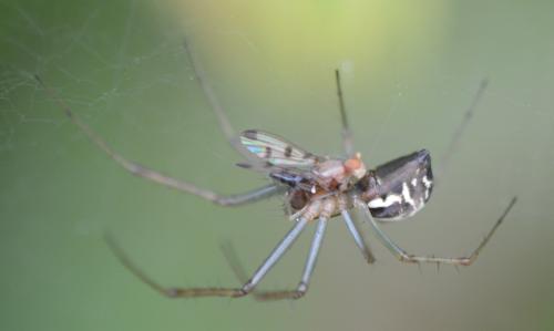 Réf. 329 433 : Linyphia triangularis